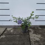 Ceanot (Ceanothus thyrsiflorus) ´REPENS´ - výška 20-30 cm, kont. P13